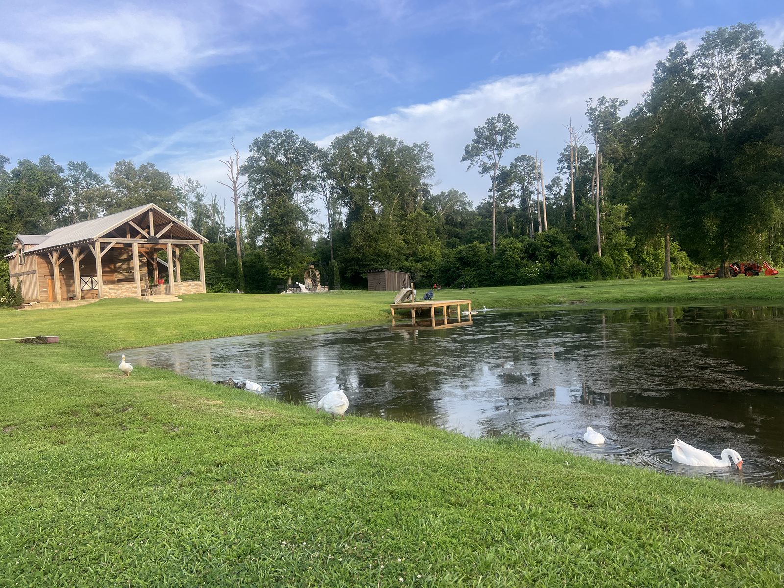 Geese on the pond, pavilion beyond