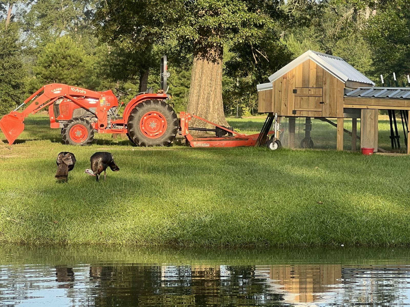 Turkeys grazing beside the tractor and chicken coop